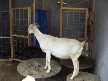 首里石嶺のヤギ小屋を清掃しました。