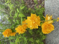 月の雫in山口　後記