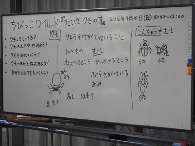 お試し　ちびっこワイルド「すごいぞクモの巣」