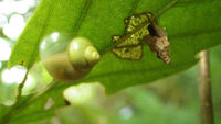 アマミアラカシの鉢植え 2016/11/19 17:42:52