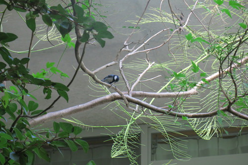 みんみんのホウオウボク