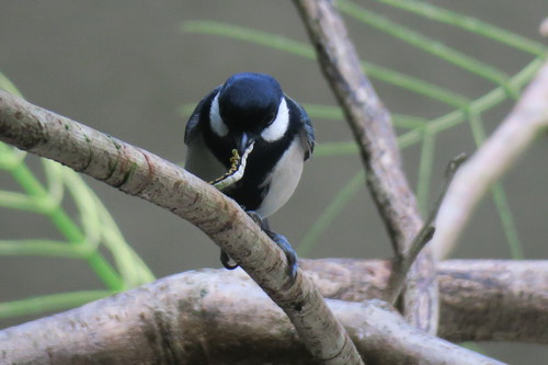 みんみんのホウオウボク