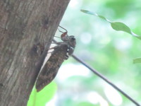 リュウキュウアブラゼミ 2016/09/04 14:09:38