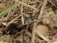 オキナワセマダラコガネの季節 2018/04/06 10:28:53