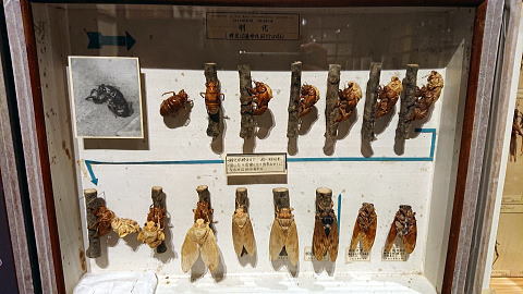 珠玉の昆虫標本＠東大＆科博昆虫展見納め！（10/6）