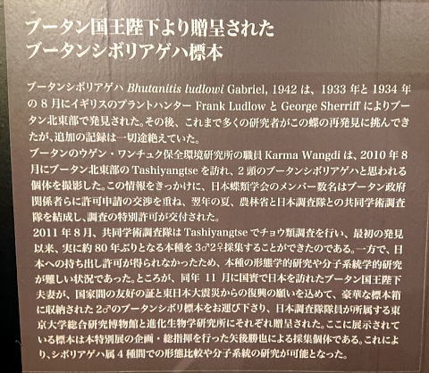 珠玉の昆虫標本＠東大＆科博昆虫展見納め！（10/6）