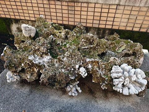 珠玉の昆虫標本＠東大＆科博昆虫展見納め！（10/6）