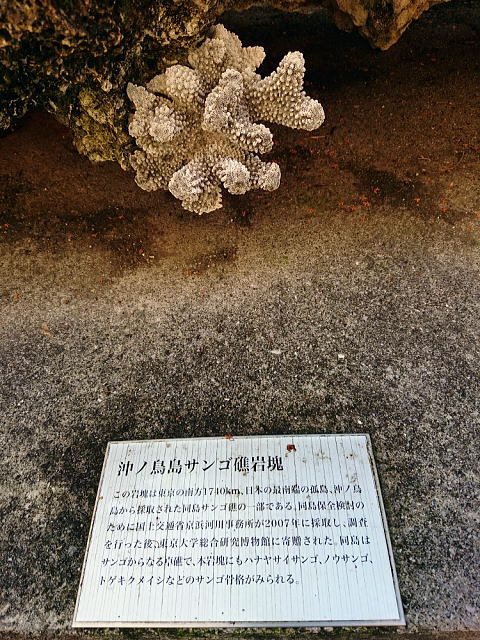 珠玉の昆虫標本＠東大＆科博昆虫展見納め！（10/6）
