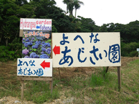 あじさい園 2013/06/17 13:43:30