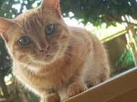 ボク、チャーチャー（猫）