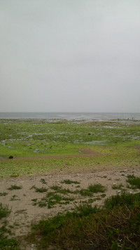 浜下り♪