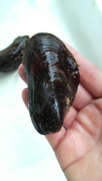 潮干狩り