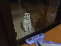 猫芸？