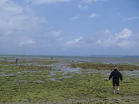 浜下り・・・