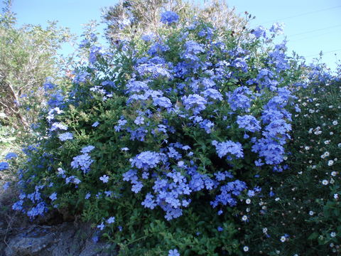 ルリマツリ 植木屋まえだまめ
