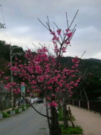 名護☆桜祭り 2011/01/28 20:45:10
