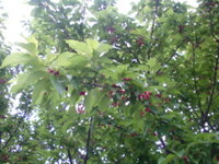 み〜つけた♪ 2011/03/25 20:55:11