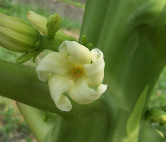 パパイヤの花