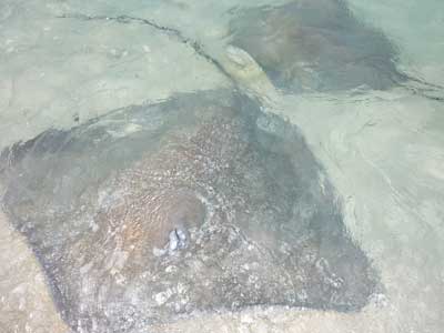 Artificial feeding for Stingray