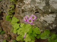 首里城へ