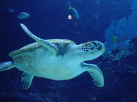 美ら海水族館