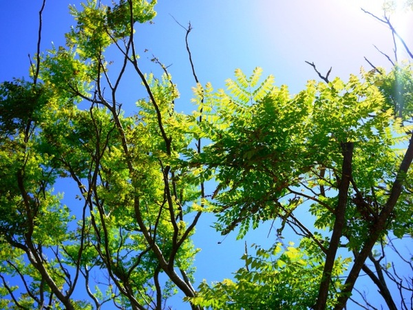 夏の陽ざし
