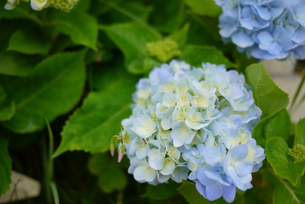 紫陽花と・・・