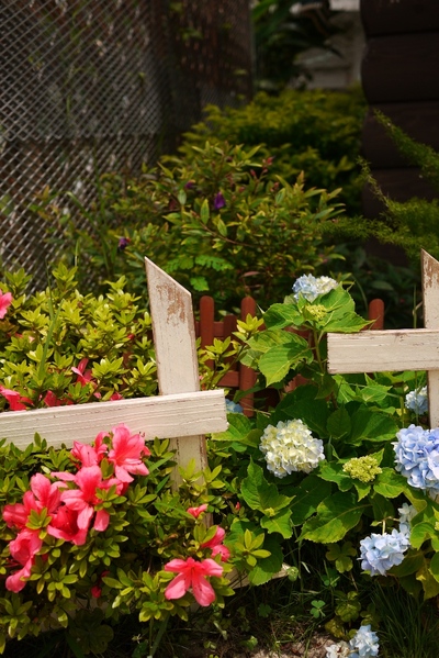 紫陽花と・・・