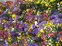 清明祭のお花♪ 2008/04/04 23:52:25