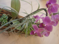 贈り物にいかがですか♪ 2008/03/19 00:20:28
