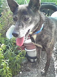琉球犬もどき 2008/12/21 22:41:24