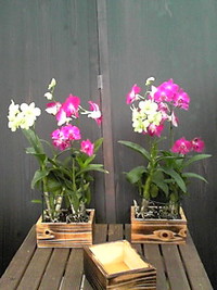 デンファレ 2009/01/10 16:37:52