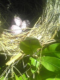 野鳥白がしらの巣 2010/06/08 19:25:23