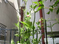 春～初夏へ 2008/05/08 10:36:23