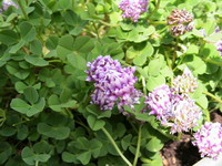 新茶 2008/05/13 11:54:04
