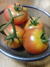 収穫 2010/07/30 13:26:55