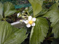 イチゴの花 2011/04/24 14:36:19