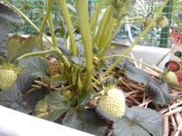 イチゴの実 2011/05/07 14:45:38