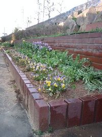 教室の花だん 2008/03/25 20:22:19
