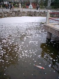 陶芸教室のお花見 2008/04/04 22:01:19
