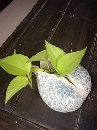 まにあうのかっ 2008/07/09 00:03:16