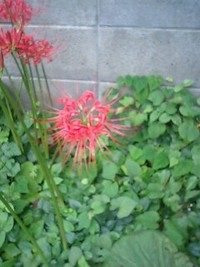 彼岸花の季節 2008/09/18 23:52:32