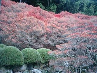 満天星躑躅