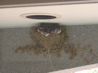 巣立ちは近い？？ 2008/07/09 22:29:56