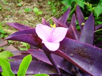 露草・露草
