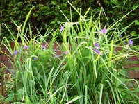露草・露草 2009/06/15 22:28:39