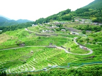 丸山千枚田 2009/06/23 23:54:21