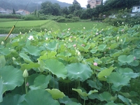 恵那の蓮 2009/07/20 21:58:21