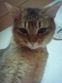 招き猫展 2009/12/27 20:31:11