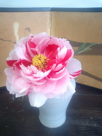 豪華な花たち 2010/04/26 23:48:54